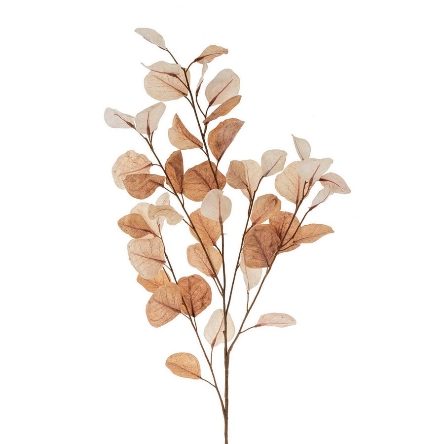 Indaba Trading - Dried Eucalyptus Branch