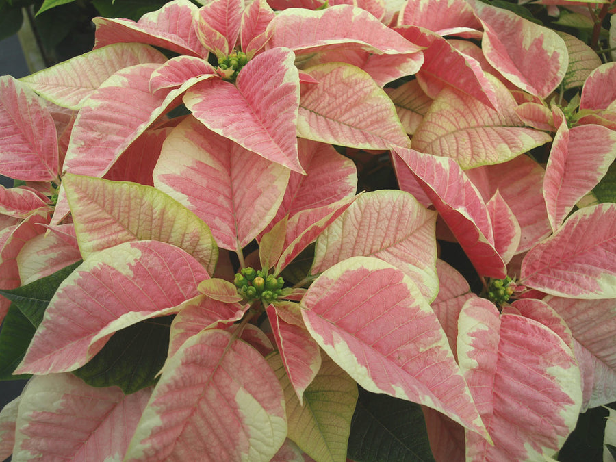 Marble Poinsettia