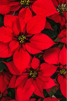 WCHS Choir Poinsettia