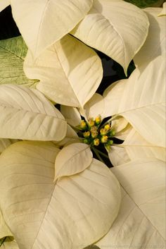 Creme Poinsettia