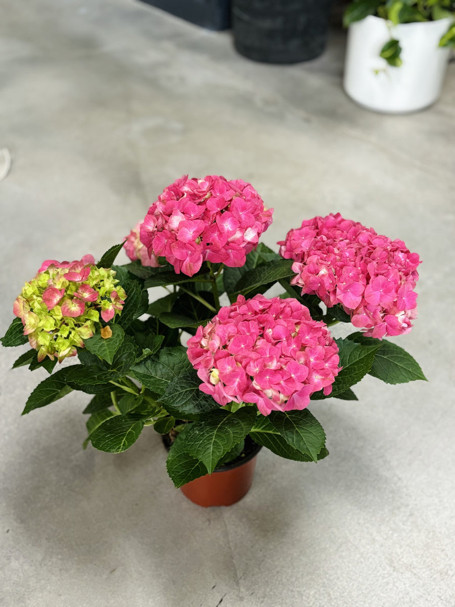 Hydrangea Plant:   Pink