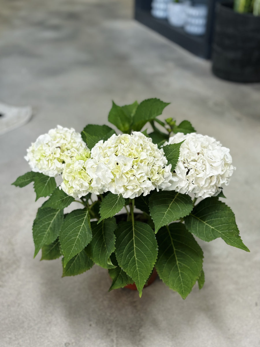 White Hydrangea Plant