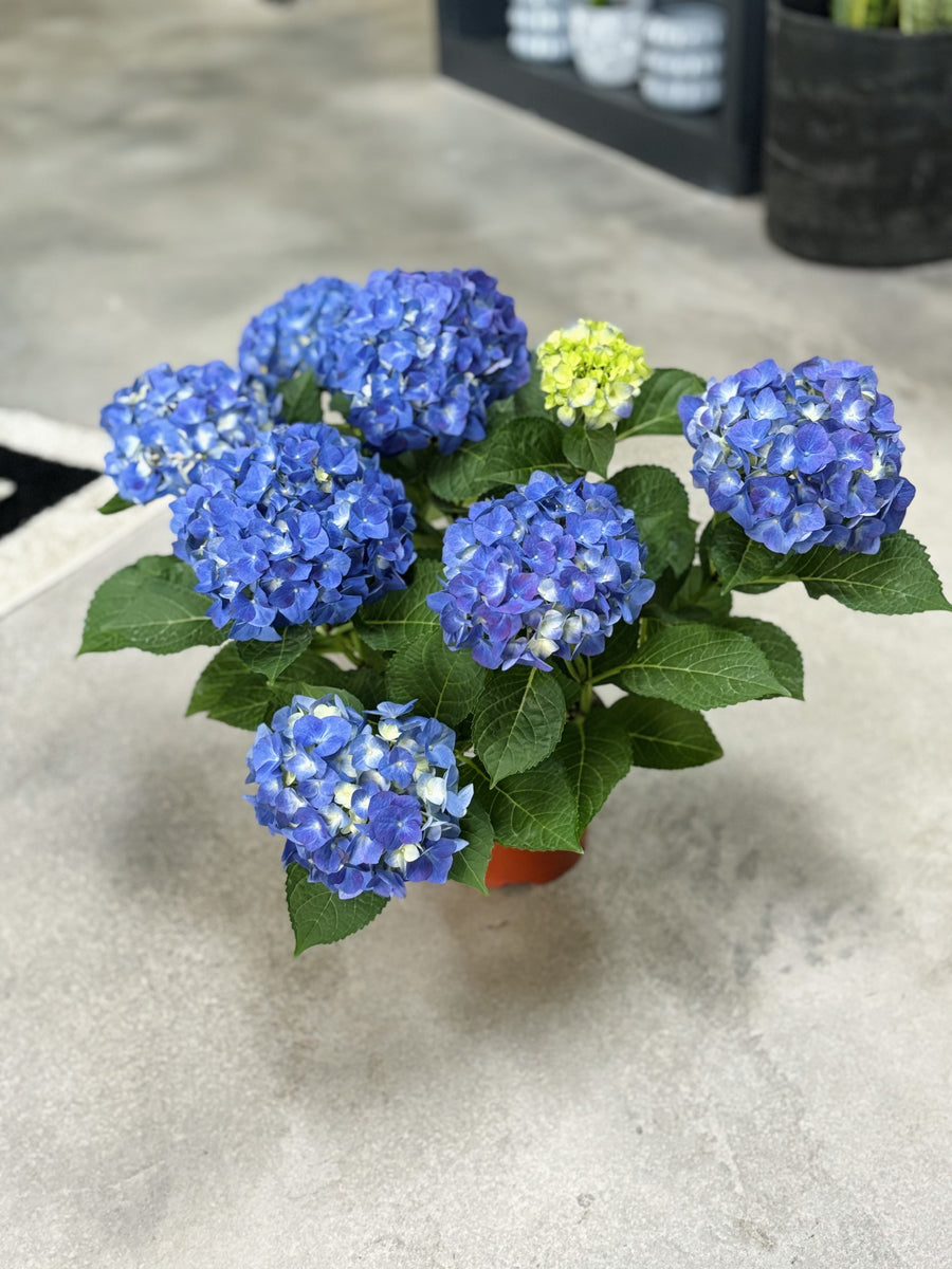 Blue Hydrangea Plant
