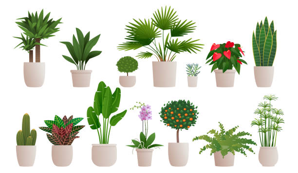 Designer's Choice | Plant
